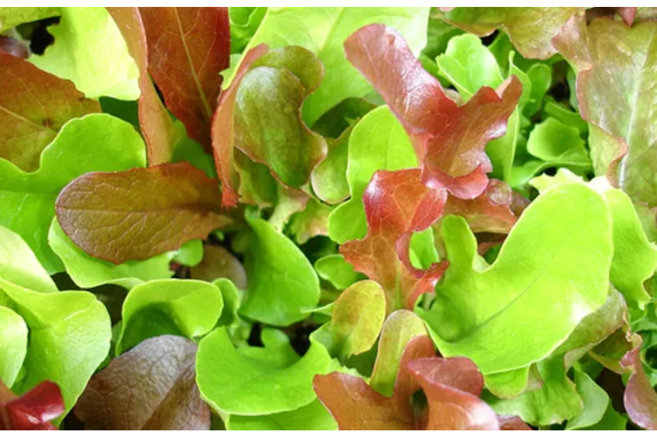 Freeman Organic Herbs - Mesclun Mix, 4.5"