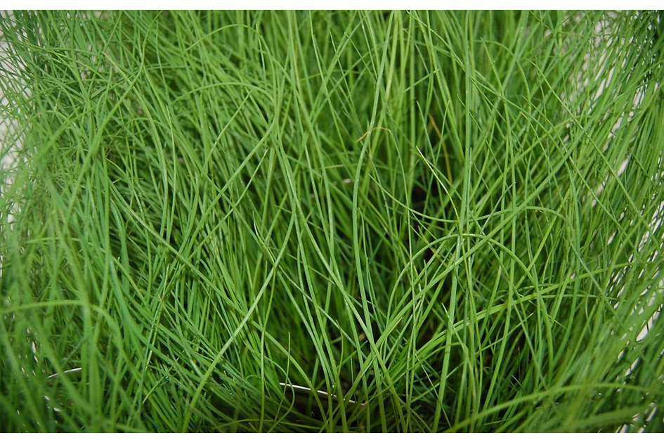 Freeman Organic Herbs - Chives, 4.5"