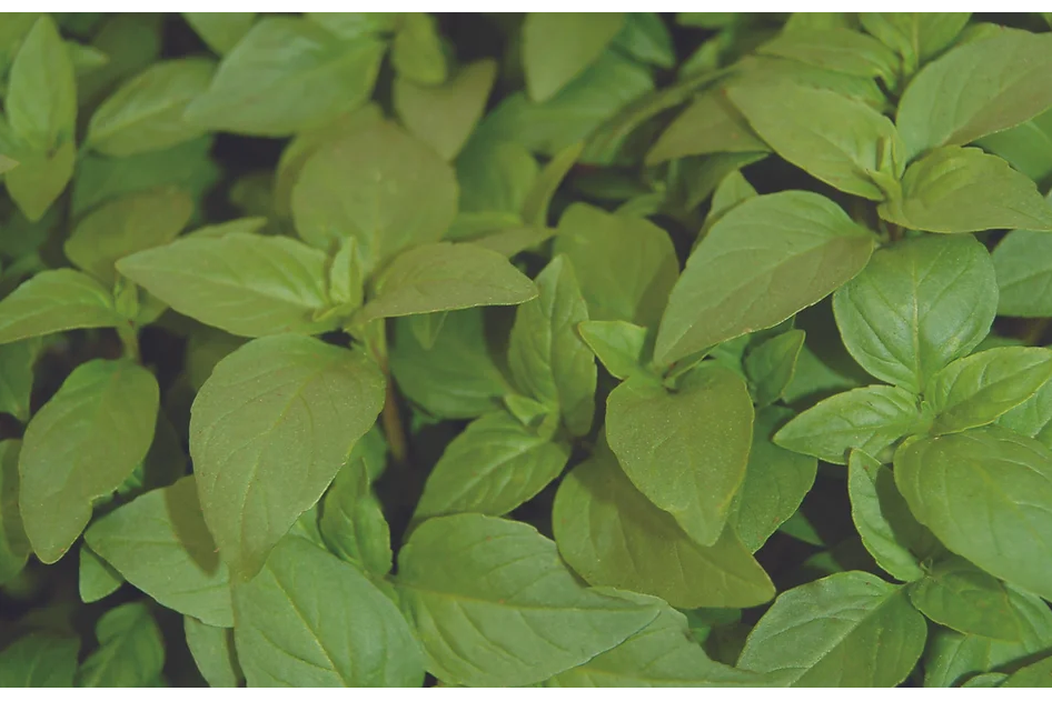 Freeman Organic Herbs - Basil - Thai, 4.5"