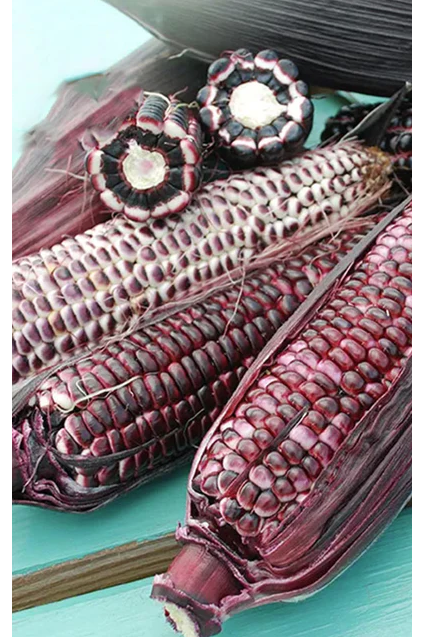 West Coast Seeds - Organic Double Red, 10 g