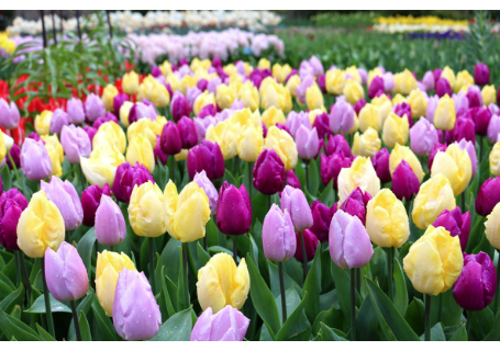 Florissa - Tulips - Prince Trio, 12 Count