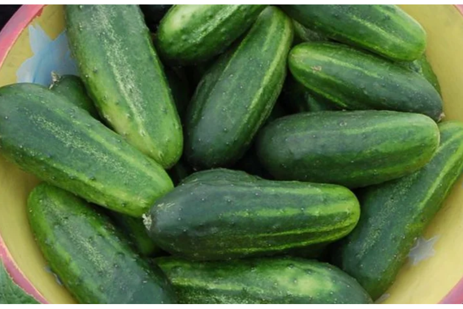 Freeman Organic Herbs - Cucumber - Pickling Little Leaf, 4.5"