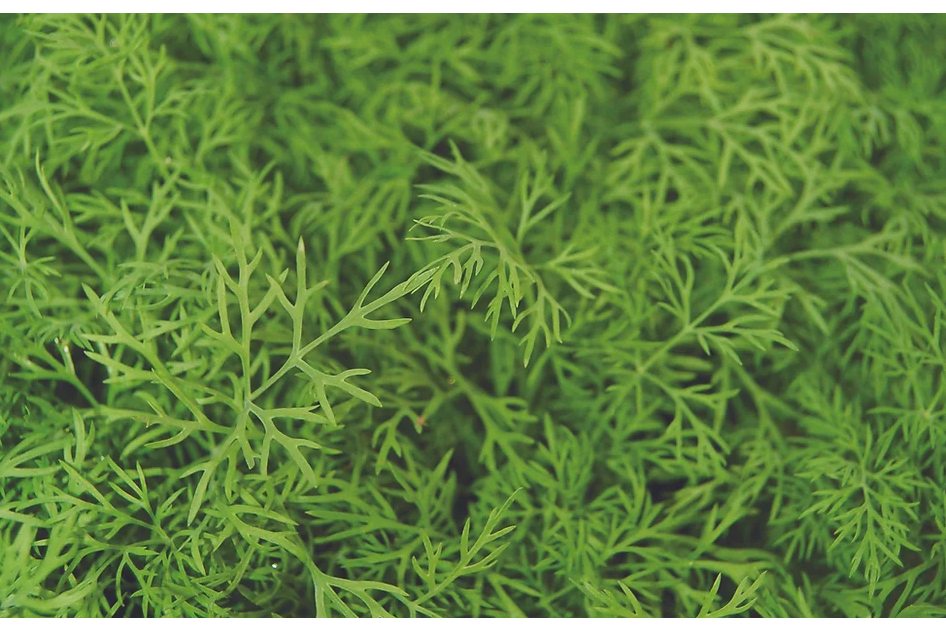 Freeman Organic Herbs - Dill, 4.5"