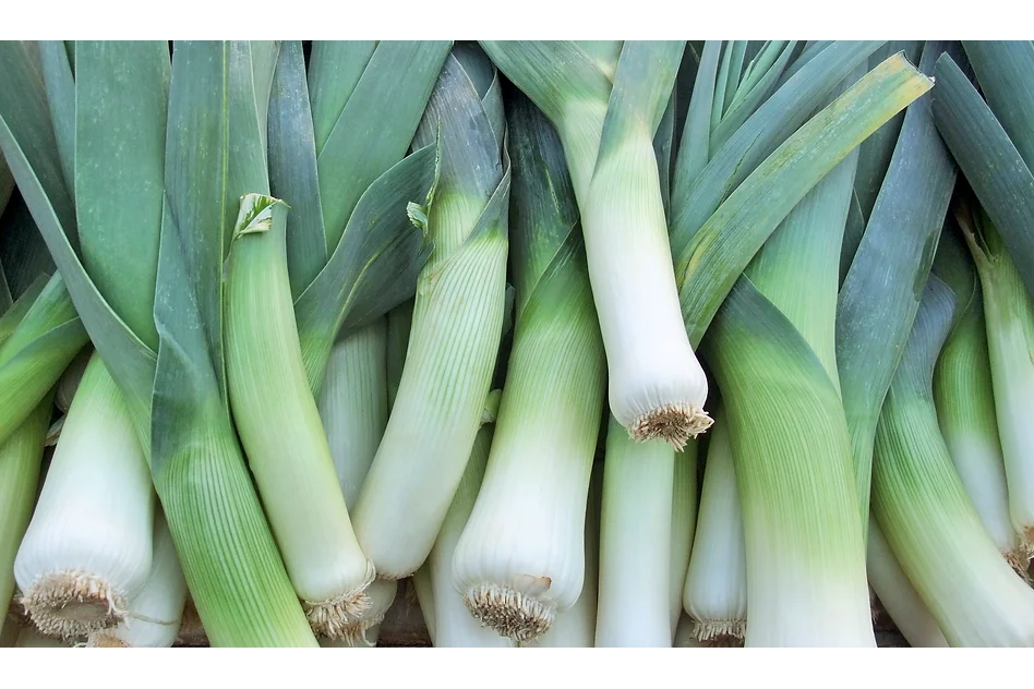 Freeman Organic Herbs - Leek Bandit, 4.5"