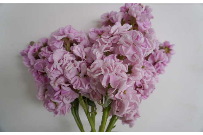 West Coast Seeds - Katz Cherry Blossom, 50 Seeds