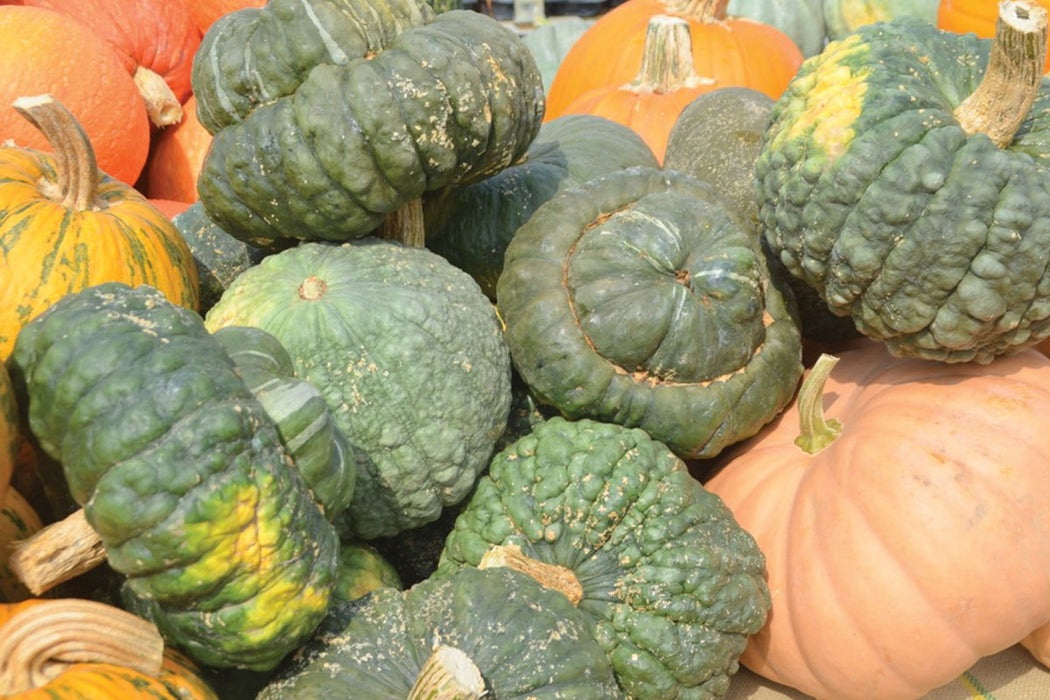 Freeman Organic Herbs - Pumpkin - Harrowsmith Gourds, 4.5"