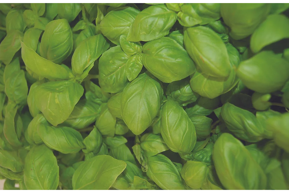 Freeman Organic Herbs - Organic Basil, 5.5"