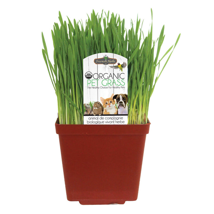 Freeman Organic Herbs - Organic Cat Grass, 4"
