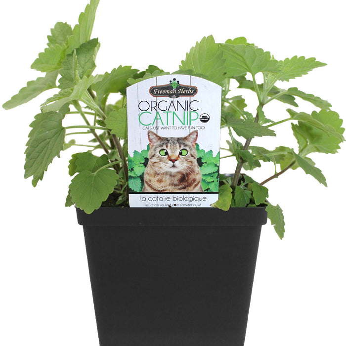 Freeman Organic Herbs - Organic Catnip, 4"