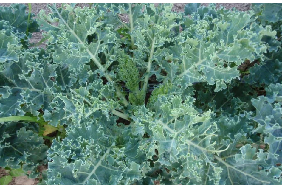 Freeman Organic Herbs - Kale - Starbor, 4.5"