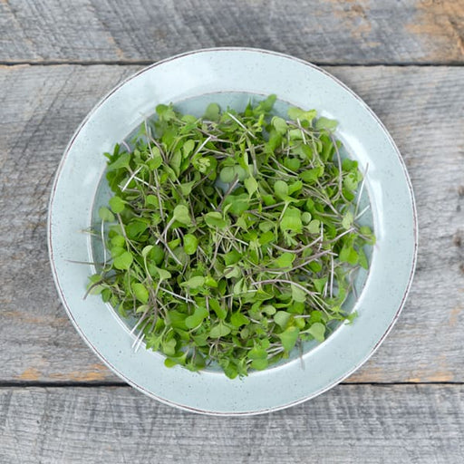 Cookstown Greens - Organic Kale Microgreens, 75g