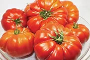Freeman Herbs - Heirloom Brandywine Tomato 4.5" Plant