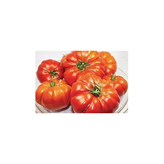 Freeman Herbs - Heirloom Brandywine Tomato 4.5" Plant