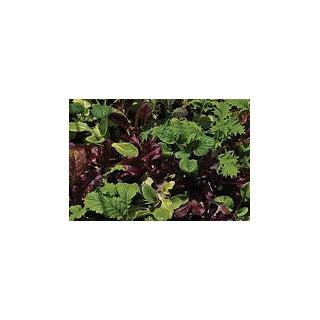 Freeman Herbs - Organic Mesclun Mix 4.5" Plant