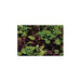 Freeman Herbs - Organic Mesclun Mix 4.5" Plant