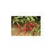 Freeman Herbs - Cayenne Pepper 4.5" Plant