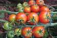 Freeman Herbs - Organic Cherry Tomato Sweet 100 4.5" Plant