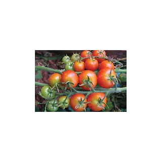 Freeman Herbs - Organic Cherry Tomato Sweet 100 4.5" Plant