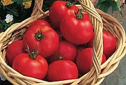 Freeman Herbs - Organic Early Girl Tomato 4.5" Plant
