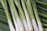 Freeman Herbs - Organic Green Onion 4.5" Plant