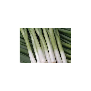 Freeman Herbs - Organic Green Onion 4.5" Plant