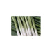 Freeman Herbs - Organic Green Onion 4.5" Plant