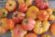Freeman Herbs - Organic Heirloom Pineapple Tomato 4.5" Plant