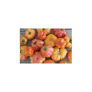 Freeman Herbs - Organic Heirloom Pineapple Tomato 4.5" Plant