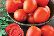 Freeman Herbs - Organic Roma Tomato 4.5" Plant