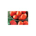 Freeman Herbs - Organic Roma Tomato 4.5" Plant