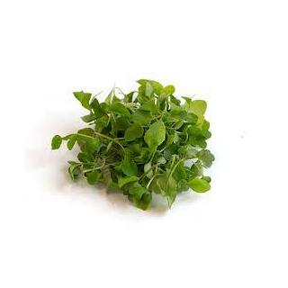 Paradise Fields - Organic Arugula Microgreens, 50g